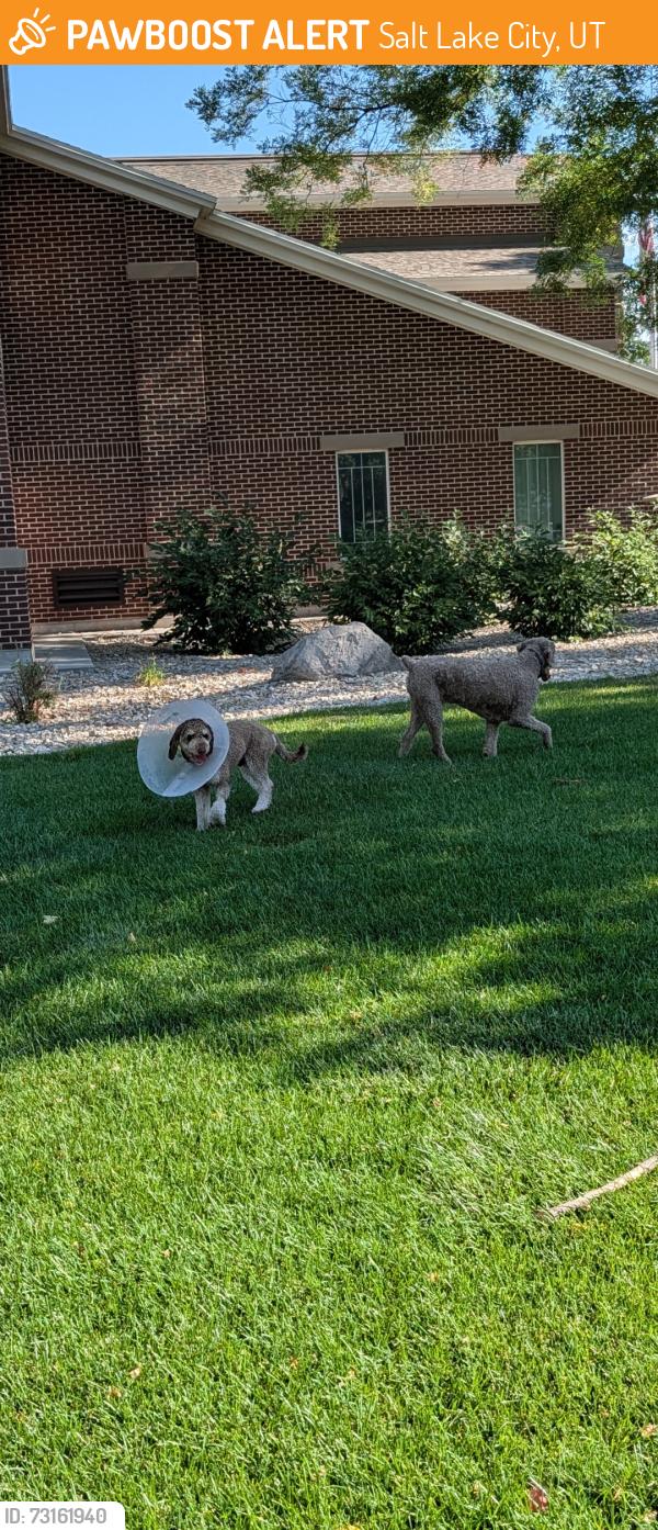 Found/Stray Unknown Dog last seen Lds church, Salt Lake City, UT 84109