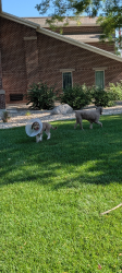 Found/Stray Unknown Dog last seen Lds church, Salt Lake City, UT 84109