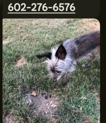 Lost Female Dog last seen 44th Ave South of Peoria Ave, Phoenix, AZ 85051