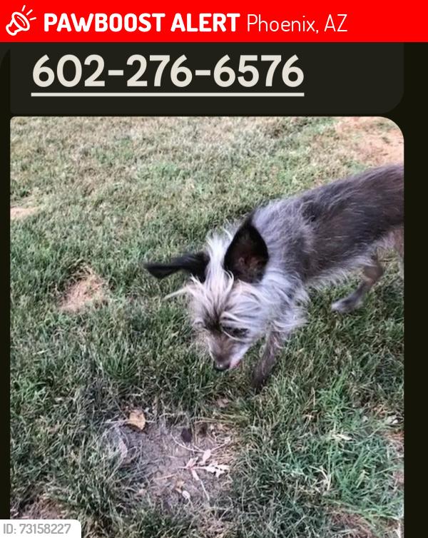 Lost Female Dog last seen 44th Ave South of Peoria Ave, Phoenix, AZ 85051