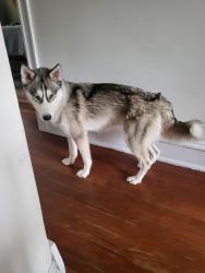 Found/Stray Female Dog last seen I am on Kensington Ave, Richmond, VA 23221