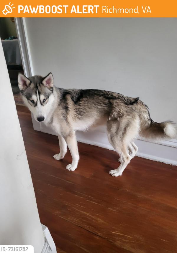 Found/Stray Female Dog last seen I am on Kensington Ave, Richmond, VA 23221