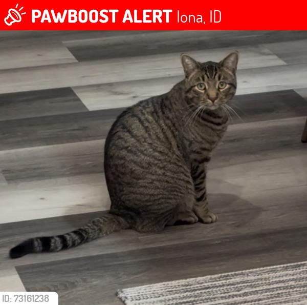Lost Male Cat last seen Near 49th, Iona, ID 83427