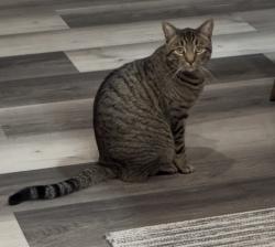 Lost Male Cat last seen Near 49th, Iona, ID 83427