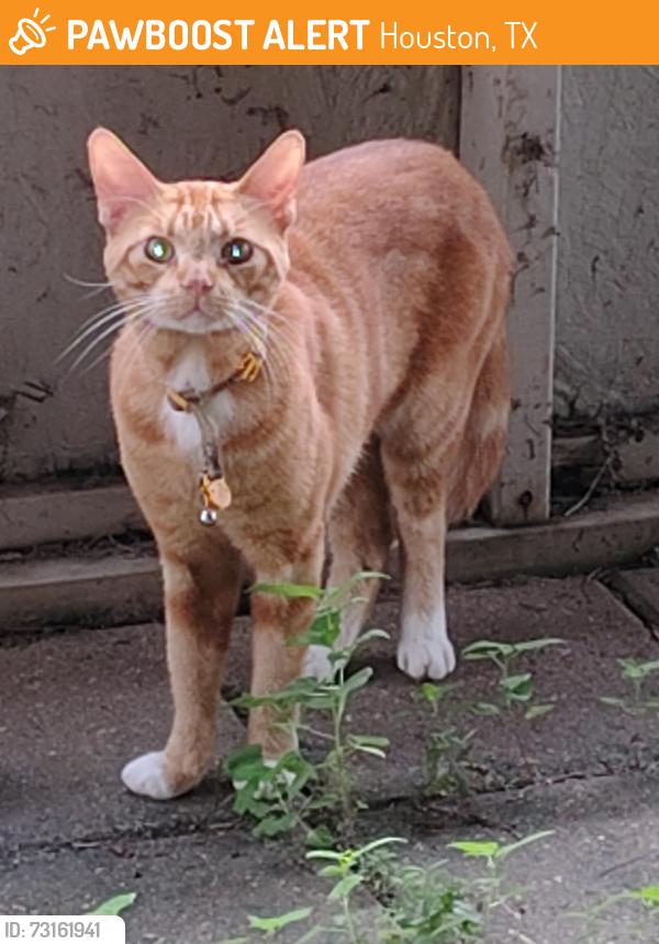 Found/Stray Unknown Cat last seen Near magnolia ridge dr., Houston, TX 77070