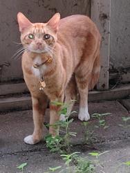 Found/Stray Unknown Cat last seen Near magnolia ridge dr., Houston, TX 77070
