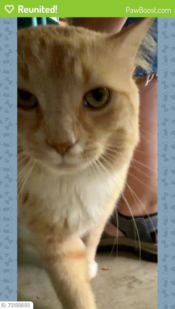Reunited Male Cat last seen Fletcher Elementary, Fletcher, NC 28732