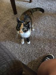 Reunited Female Cat last seen Alder St NW, Bethel, MN 55005