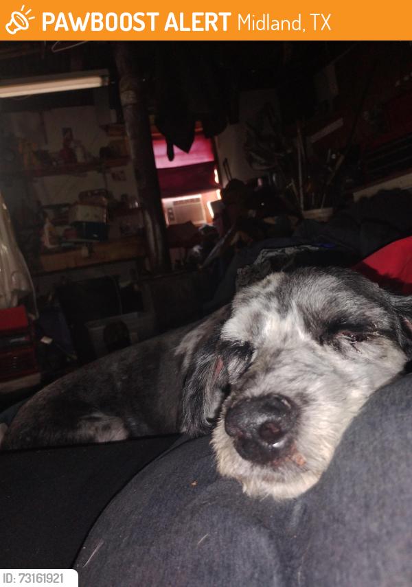 Found/Stray Female Dog last seen Near E County Road 135, Midland, TX 79706