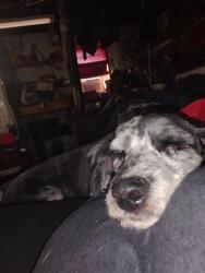 Found/Stray Female Dog last seen Near E County Road 135, Midland, TX 79706