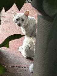 Found/Stray Unknown Cat last seen Cirby/Inglis Way, Roseville, CA 95678