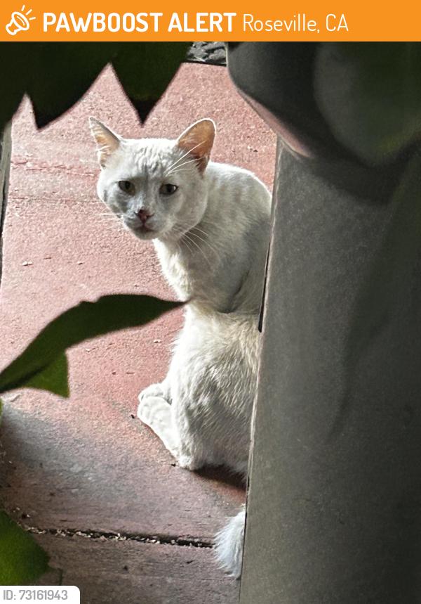 Found/Stray Unknown Cat last seen Cirby/Inglis Way, Roseville, CA 95678
