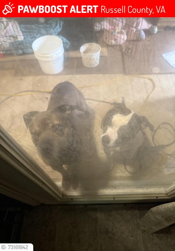 Lost Male Dog last seen Below swvcc, Russell County, VA 24609