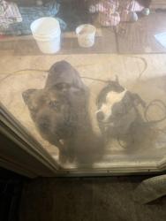 Lost Male Dog last seen Below swvcc, Russell County, VA 24609