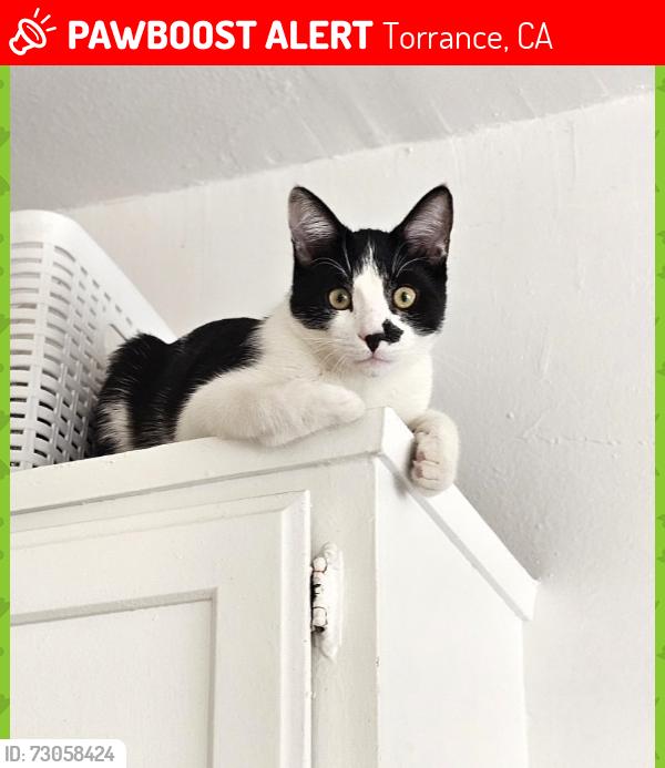 Lost Male Cat last seen Artesia blvd and kornblum. Artesia Blvd and Yukon Ave, Torrance, CA 90504