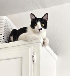 Lost Male Cat last seen Artesia blvd and kornblum. Artesia Blvd and Yukon Ave, Torrance, CA 90504
