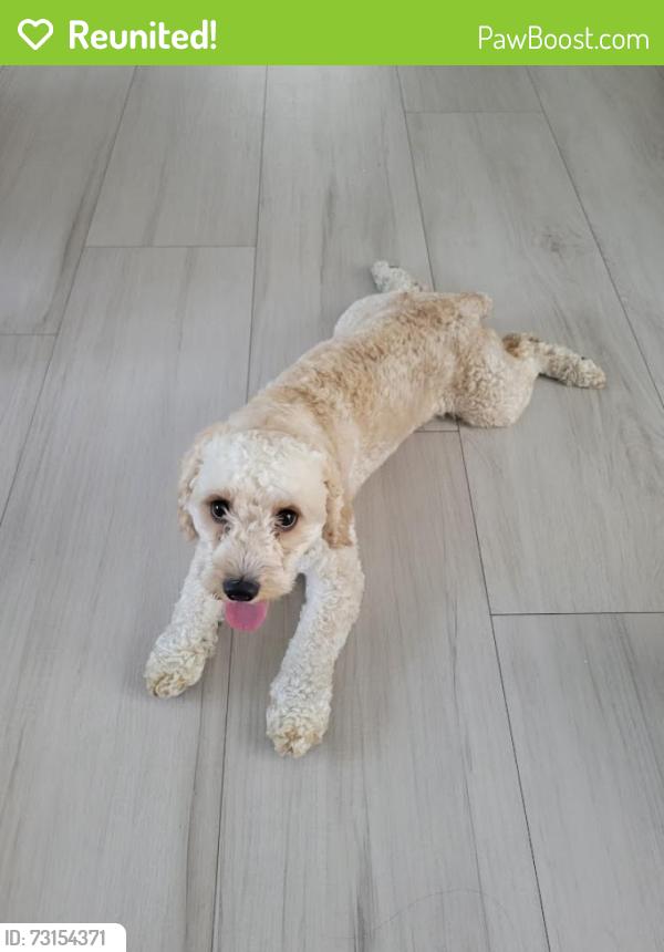Reunited Male Dog last seen Near ave and 71 pl, Hialeah, FL 33016