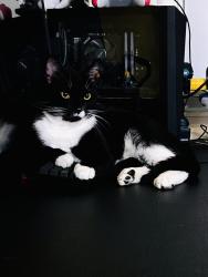 Lost Male Cat last seen laurel bay apmts, Lompoc, CA 93436