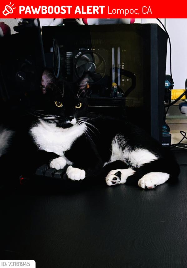 Lost Male Cat last seen laurel bay apmts, Lompoc, CA 93436