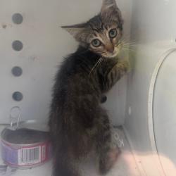 Shelter Stray Unknown Cat last seen , 901 N Haverty St, Pine Bluff, AR 71601, USA