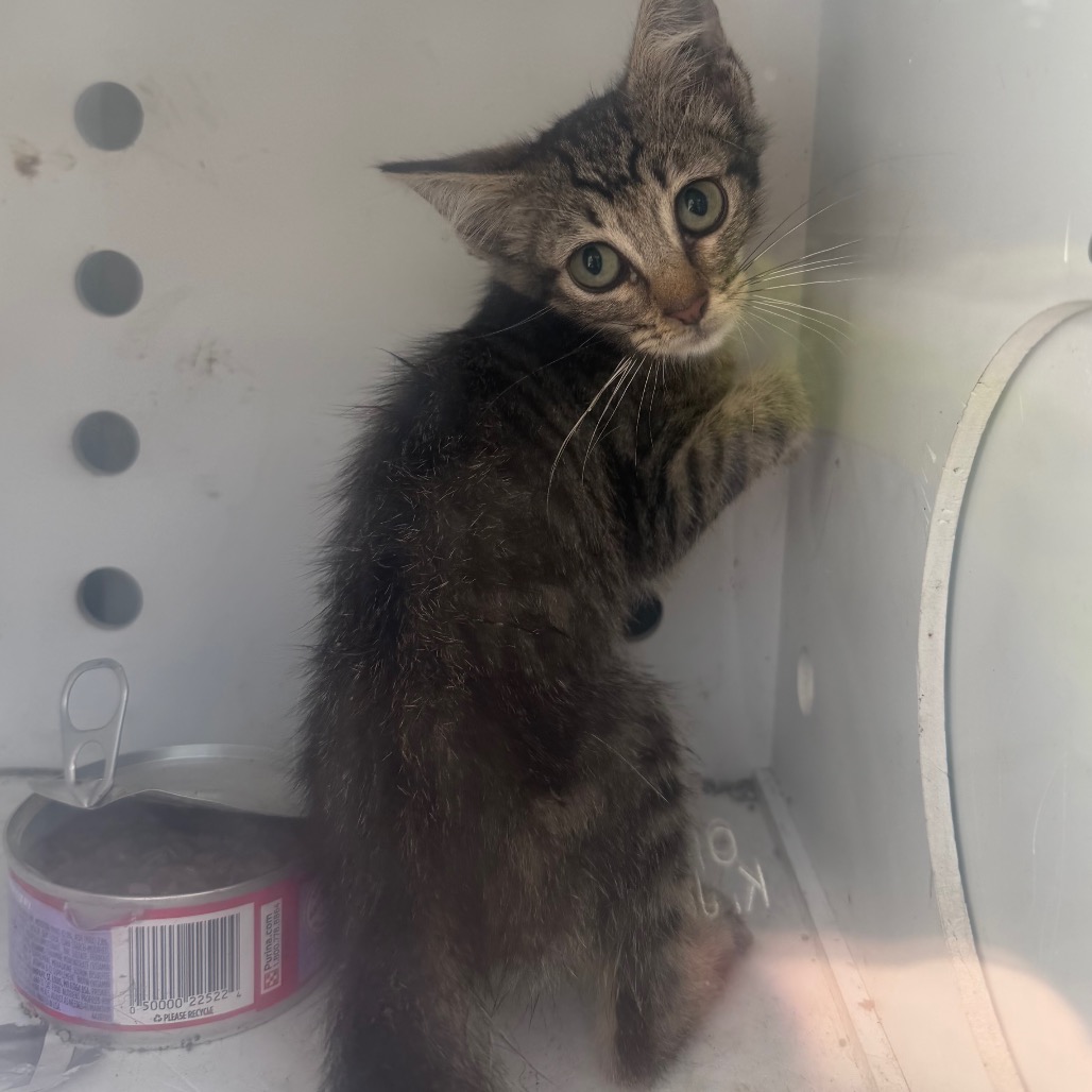 Shelter Stray Unknown Cat last seen , 901 N Haverty St, Pine Bluff, AR 71601, USA