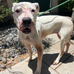 Shelter Stray Female Dog last seen , 361 S Raymond Ave, Pasadena, CA 91105, USA