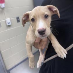 Shelter Stray Female Dog last seen , 4900 Milgen Rd, Columbus, GA 31907, USA