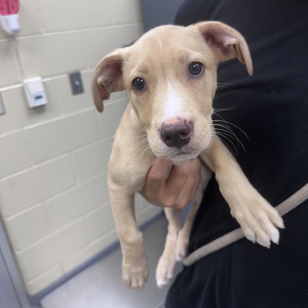 Shelter Stray Female Dog last seen , 4900 Milgen Rd, Columbus, GA 31907, USA