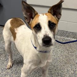 Shelter Stray Female Dog last seen , 328 Furman Hall Rd, Greenville, SC 29609, USA