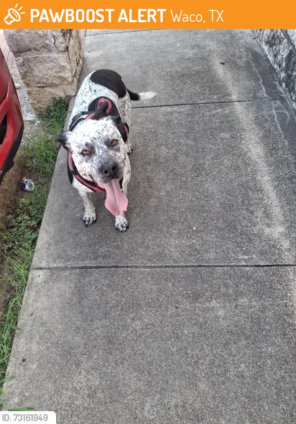Found/Stray Female Dog last seen Jaspers bbq, Waco, TX 76704