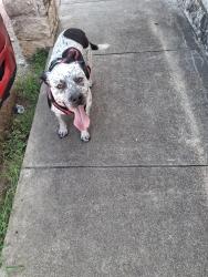 Found/Stray Female Dog last seen Jaspers bbq, Waco, TX 76704
