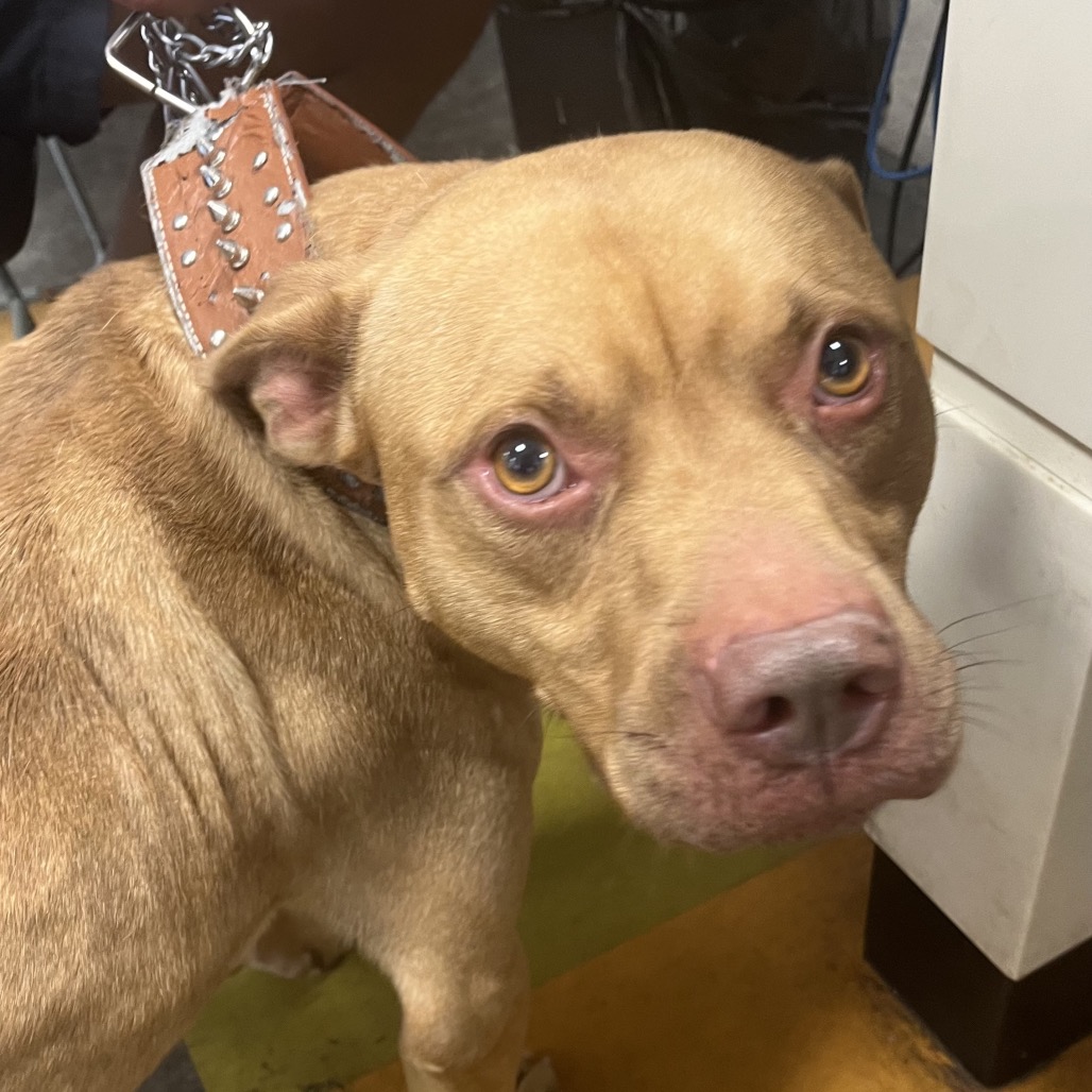 Shelter Stray Male Dog last seen , Animal Care & Control Team of Philly, 111 W Hunting Park Ave, Philadelphia, PA 19140, USA