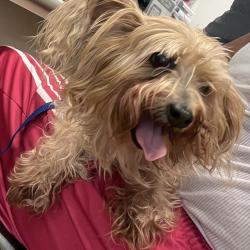 Shelter Stray Female Dog last seen , Animal Care & Control Team of Philly, 111 W Hunting Park Ave, Philadelphia, PA 19140, USA
