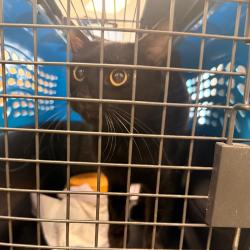 Shelter Stray Unknown Cat last seen , Animal Care & Control Team of Philly, 111 W Hunting Park Ave, Philadelphia, PA 19140, USA