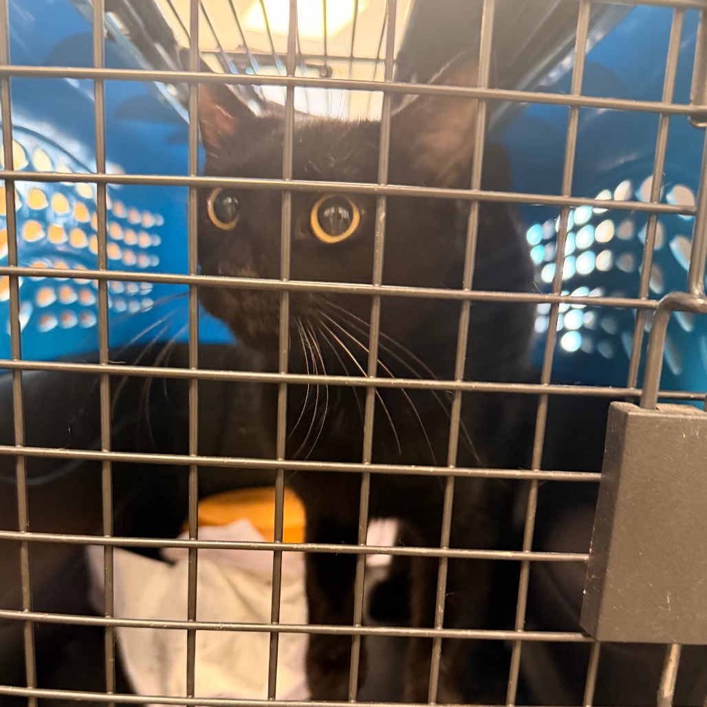 Shelter Removed Unknown Cat last seen , Animal Care & Control Team of Philly, 111 W Hunting Park Ave, Philadelphia, PA 19140, USA