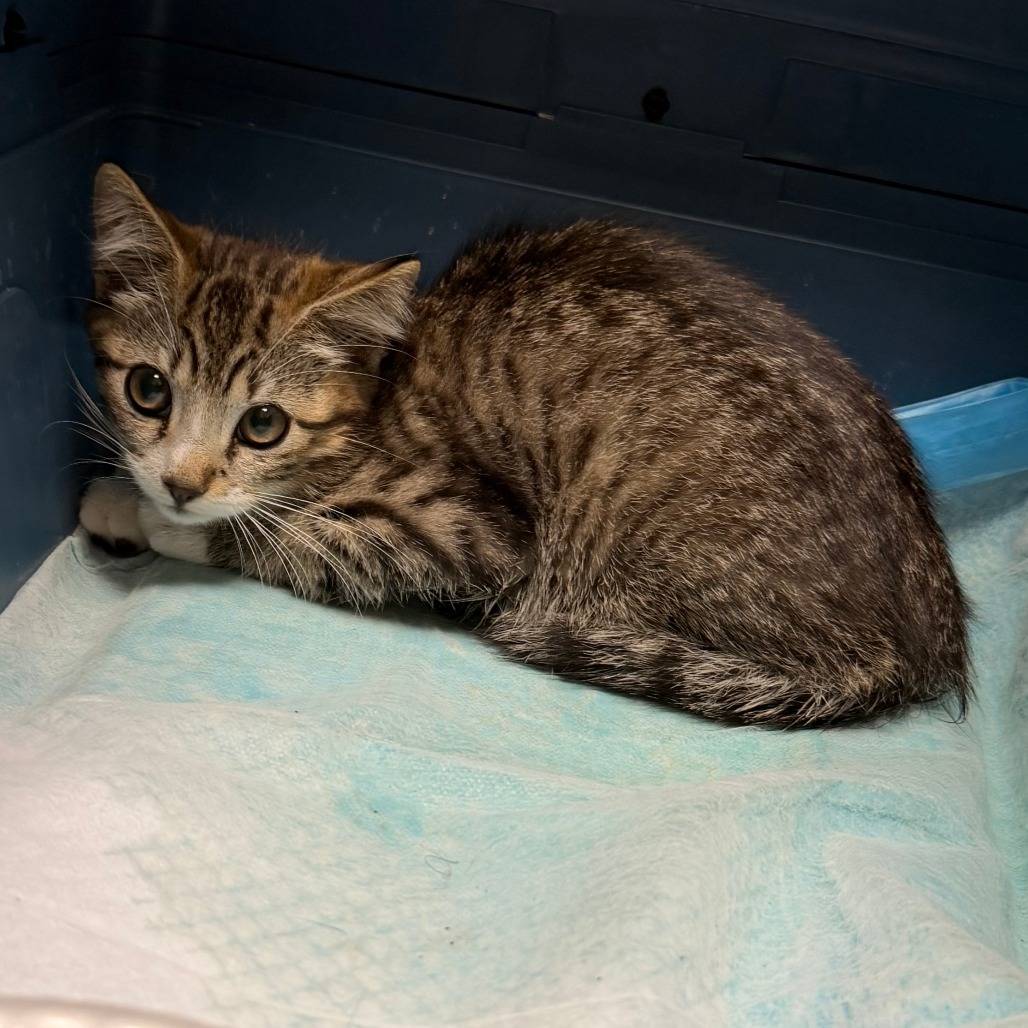 Shelter Stray Male Cat last seen , Animal Care & Control Team of Philly, 111 W Hunting Park Ave, Philadelphia, PA 19140, USA