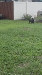 Found/Stray Unknown Dog last seen Rainbow dr and South Orion Avenue clearwater, Clearwater, FL 33765