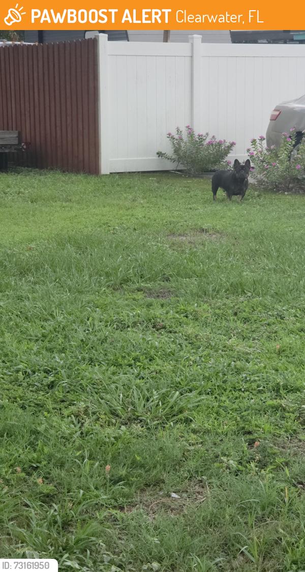 Found/Stray Unknown Dog last seen Rainbow dr and South Orion Avenue clearwater, Clearwater, FL 33765