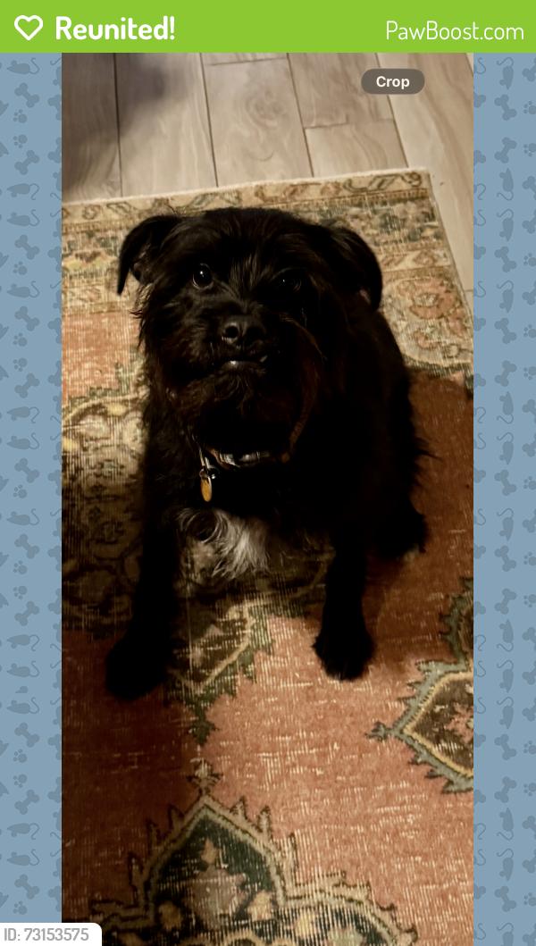 Reunited Male Dog last seen Vinewood court and Terra Alta, San Antonio, TX 78209