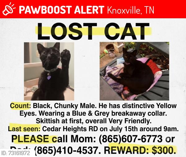 Lost Male Cat last seen Near cedar heights rd, Knoxville, TN 37912