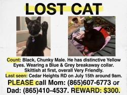 Lost Male Cat last seen Near cedar heights rd, Knoxville, TN 37912
