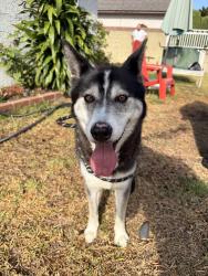 Found/Stray Male Dog last seen Anchor and 231st, Carson, CA 90745