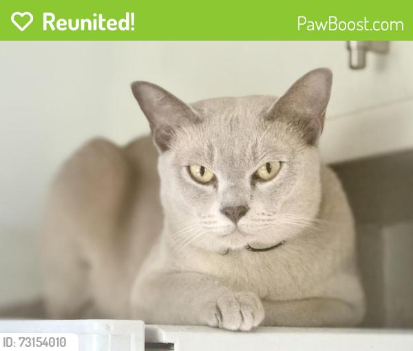 Reunited Male Cat last seen Found his AirTag collar in the middle of oldfield road, Prestwich, England M25 2QQ