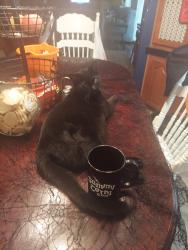Lost Male Cat last seen Airport rd Bloomingtonindiana 47403, Bloomington, IN 47403
