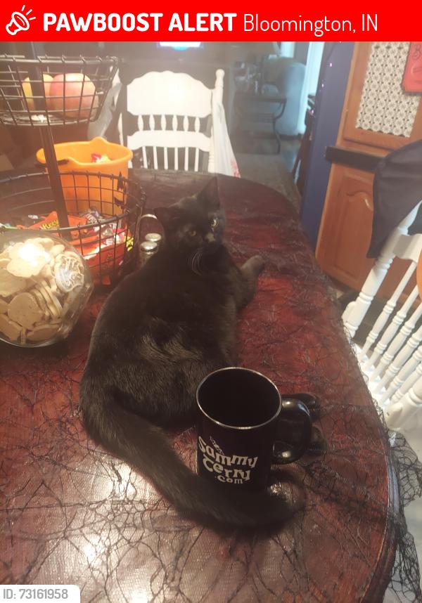 Lost Male Cat last seen Airport rd Bloomingtonindiana 47403, Bloomington, IN 47403