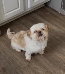 Lost Female Dog last seen Play Gate Ln Durham NC, Durham, NC 27703