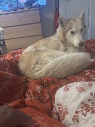 Lost Female Dog last seen Florence avenue and La Salle, Los Angeles, CA 90047