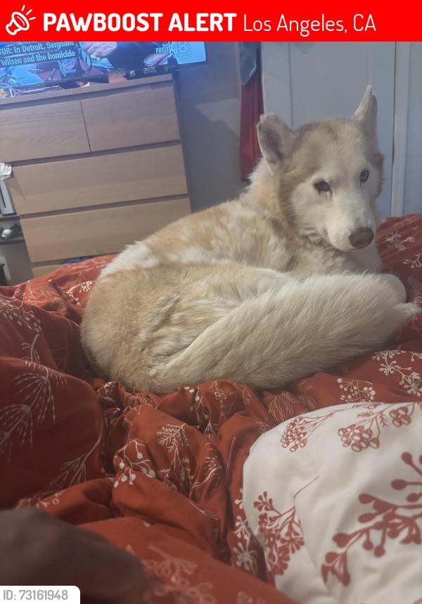 Lost Female Dog last seen Florence avenue and La Salle, Los Angeles, CA 90047