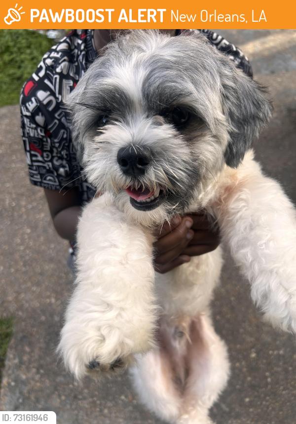 Found/Stray Male Dog last seen Read blvd, New Orleans, LA 70127
