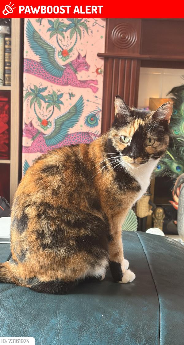 Lost Female Cat last seen Lumn’s Lane, Swinton, England M27 8SG